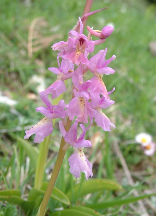 Orchis x colemanii (ibrido: Or. mascula x Or. pauciflora)